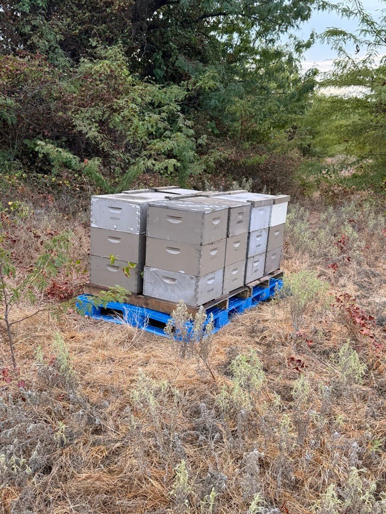 How Much Does a Bee Ag Exemption Cost in Texas? Lease vs. DIY, Real Numbers (2027) - Ten Box Bees