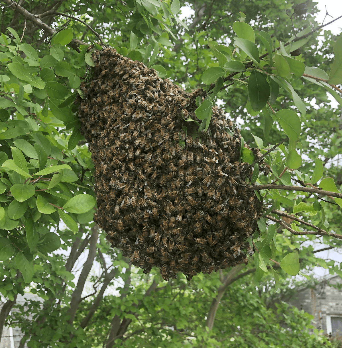 Spring into Action: The Art of Capturing a Honey Bee Swarm - Ten Box Bee Supply