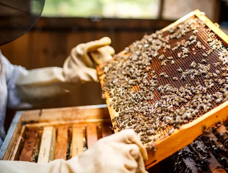 2026 Bees: Live Bees - Ten Box Bees