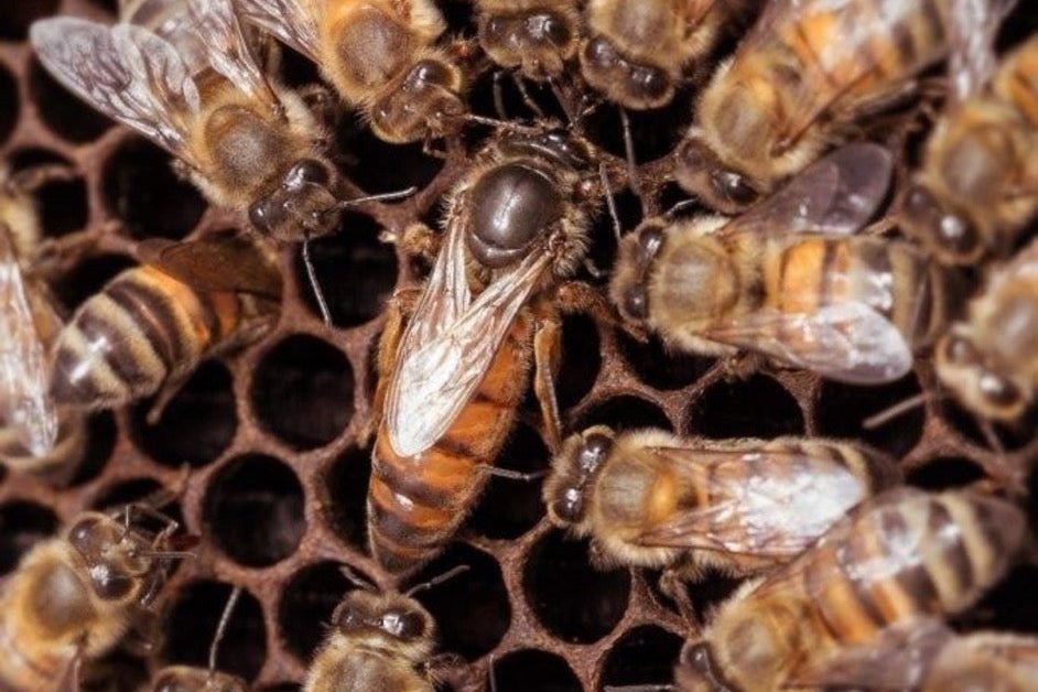 2027 Carniolan/Italian Queen Bees Texas | Texas Italian Queen Honeybees Texas Honeybee Ag Exemption Program Fort Worth Ten Box Bees
