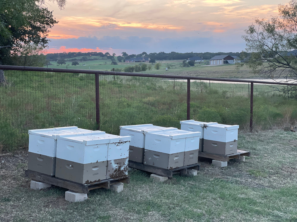 2026 Honey Bee Leasing Service - Ag Exemption Texas Honeybee Ag Exemption Program Fort Worth Ten Box Bees