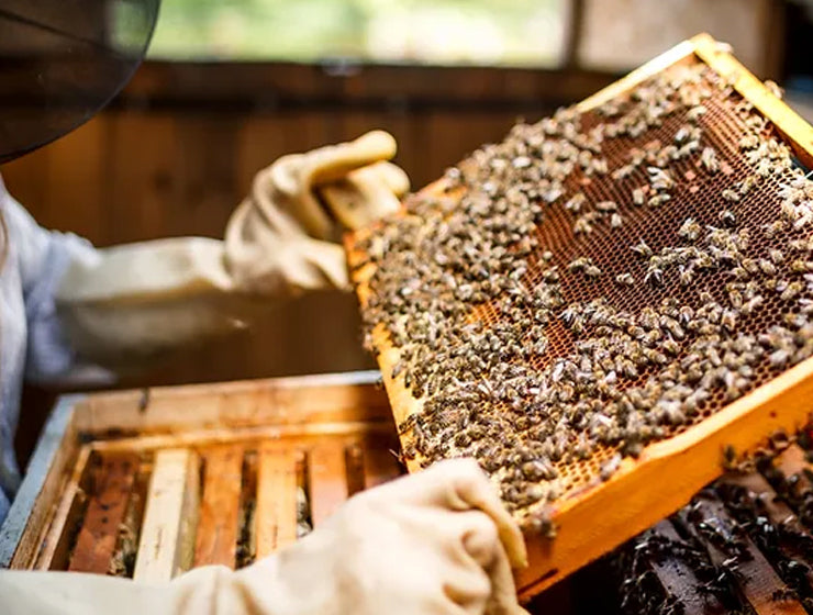 Beekeeper in protective gear carefully holding a wooden frame covered with busy honey bees, with a hive visible in the background