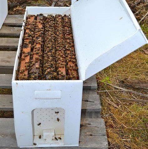 Texas 5-frame nuc included with the hive setup