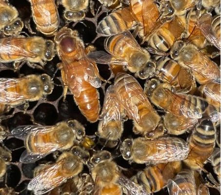 Ordering Bees 2026 Bees: Live Bees for Sale – Ten Box Bees