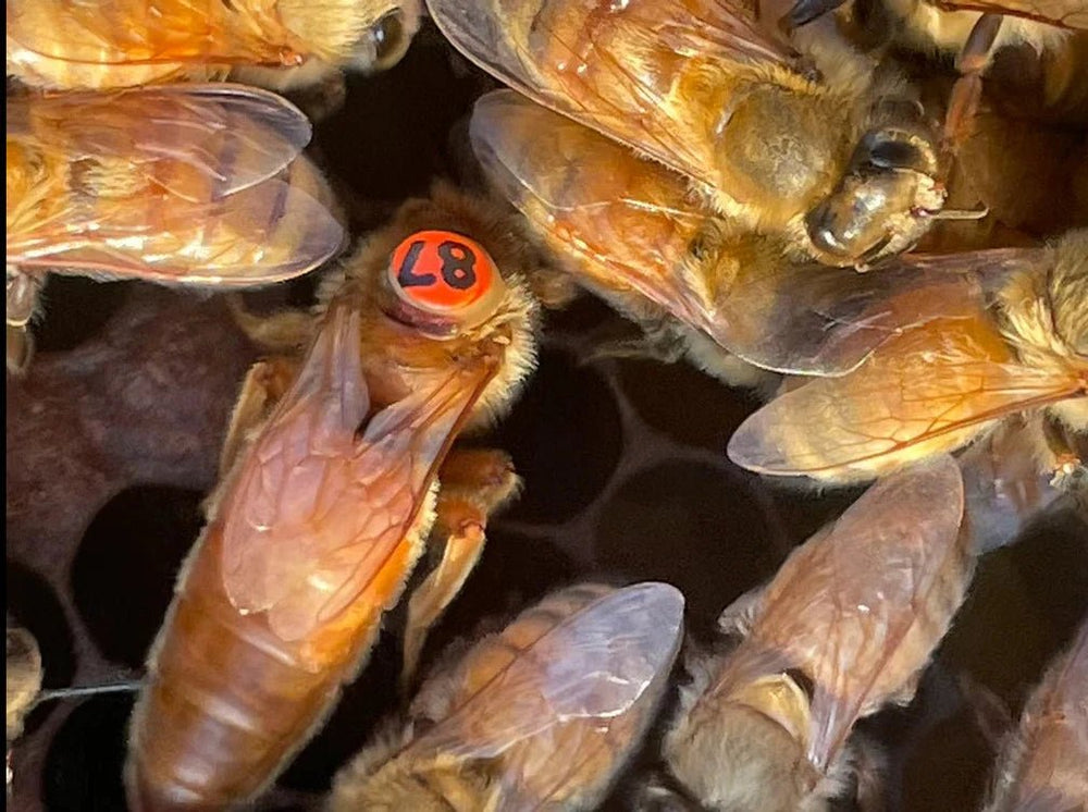 Pre - Order 2026 Cordovan Queen Bees Texas Honeybee Ag Exemption Program Fort Worth Ten Box Bees