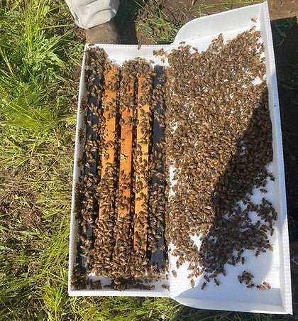 5 Frame Nuc Bees Texas from Ten Box Bees