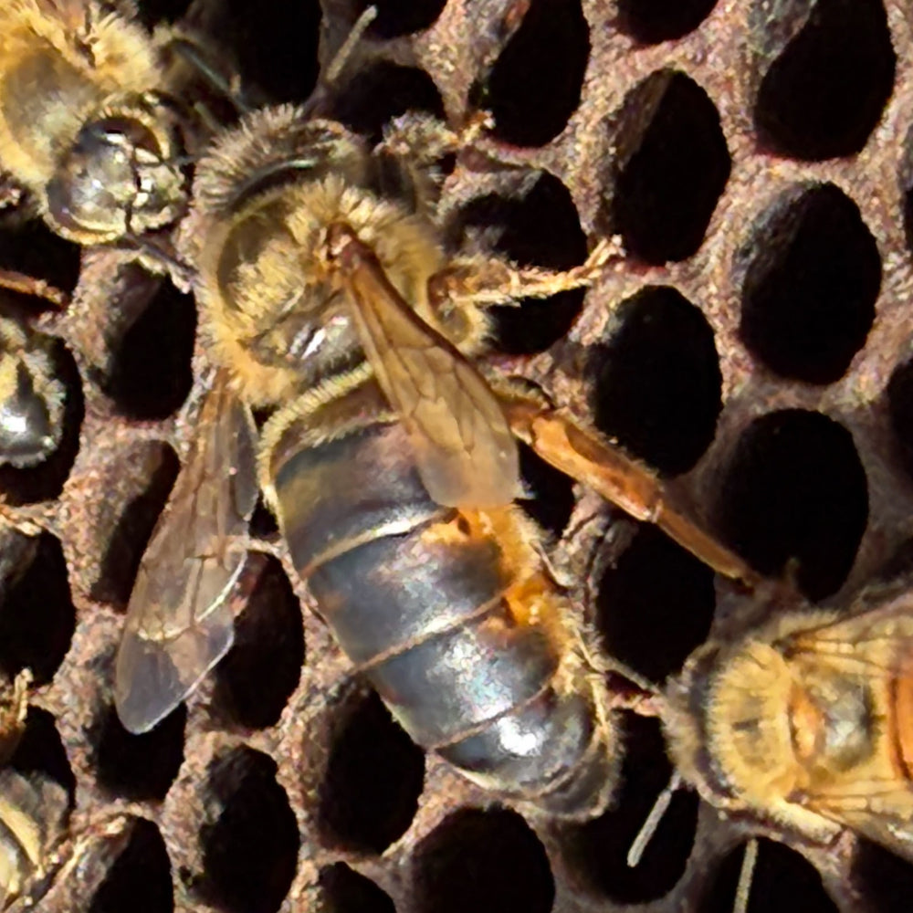 Texas queen bee on brood comb