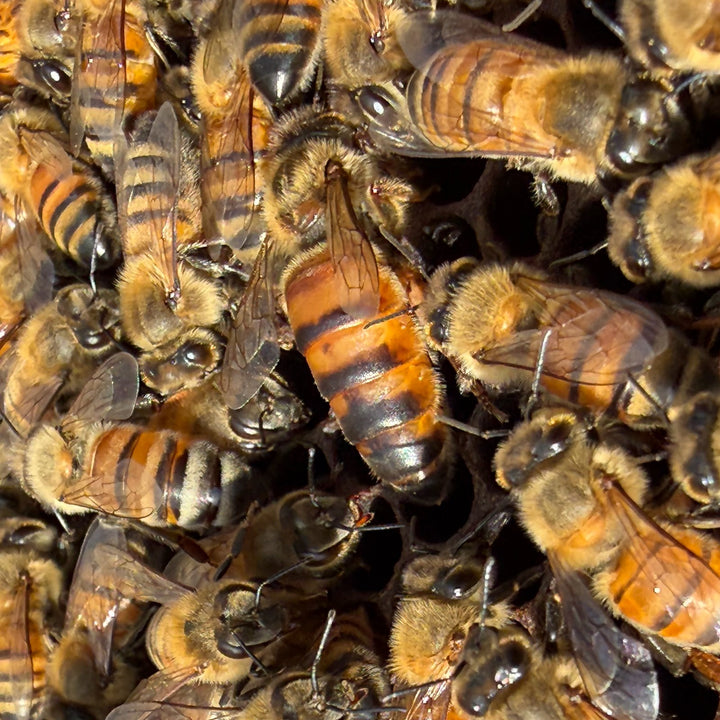 Texas queen bee with her attendants
